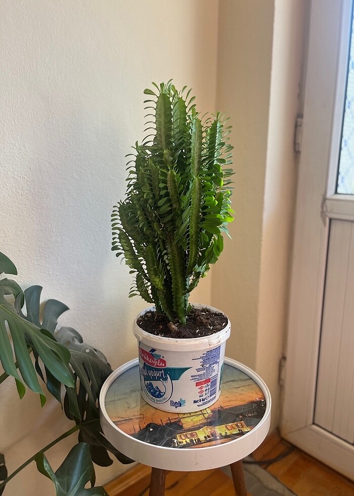 Süt Ağacı Kaktüsü - Görsel 2