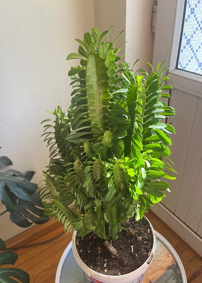 Süt Ağacı Kaktüsü - Görsel 4