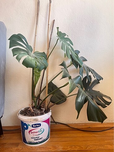 Deve tabanı çiçeği - Görsel 2