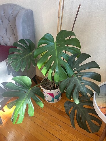 Deve tabanı çiçeği - Görsel 3