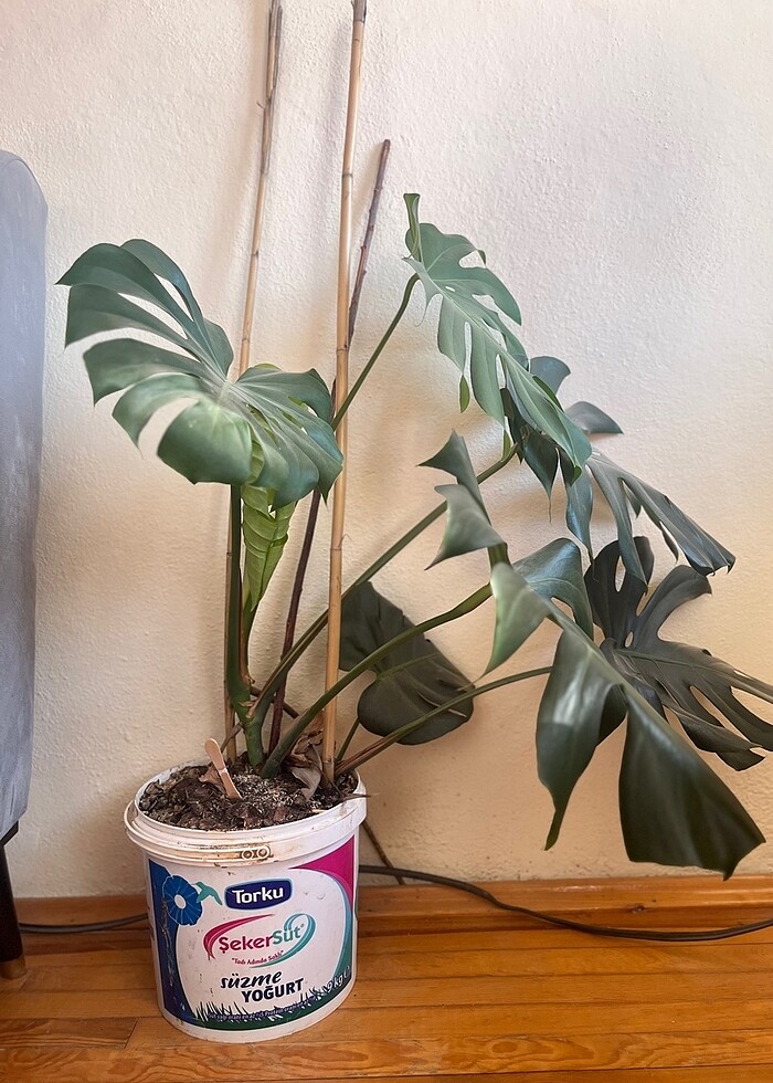 Deve tabanı çiçeği - Görsel 2