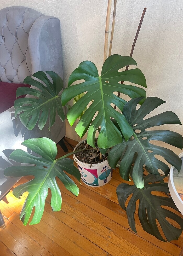 Deve tabanı çiçeği - Görsel 3