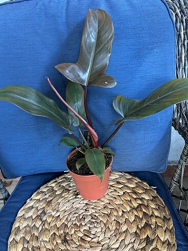 Beden Alocasia Florida Bronze