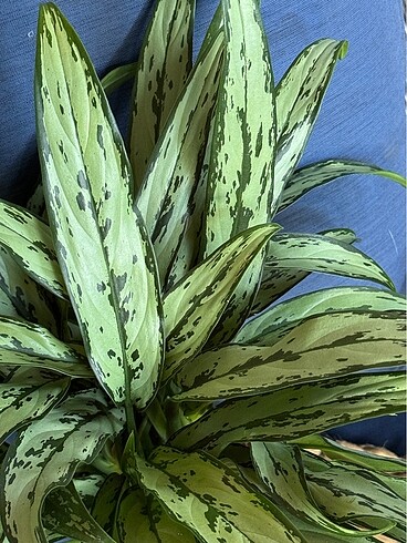 AGLAONEMA CUTLASS
