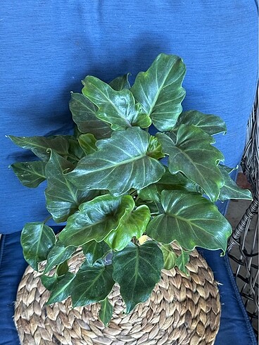 PHILODENDRON XANADU