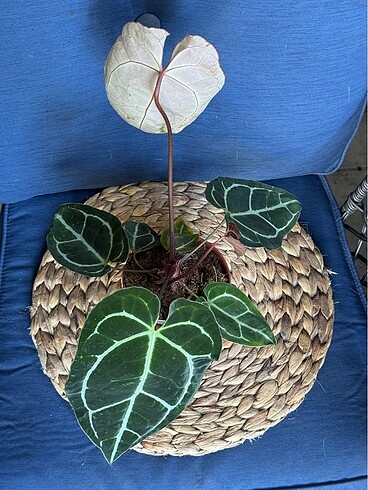 Anthurium