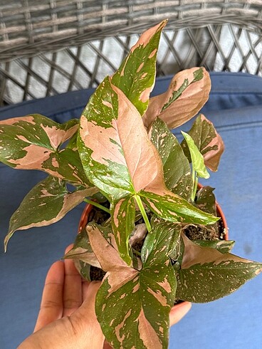 Syngonium Pink Splash