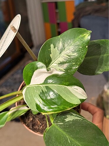 Philodendron White Princess