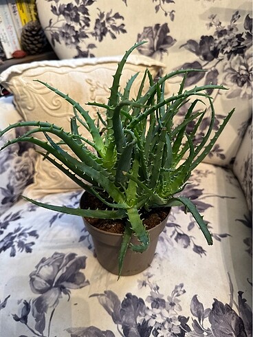  Beden Aloe Vera