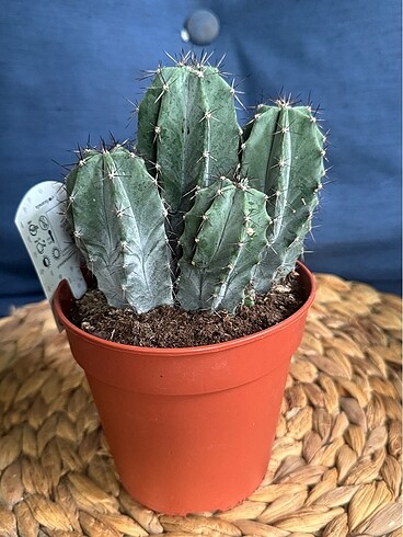 Beden gri Renk Cactus