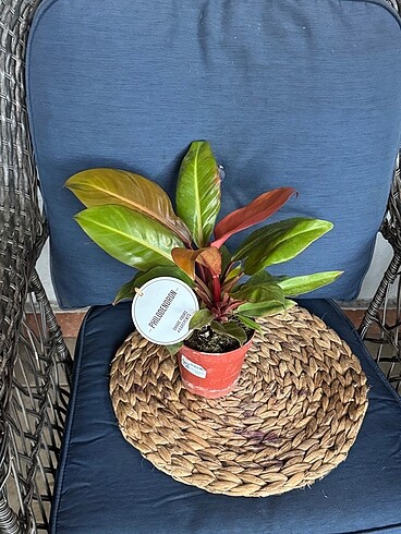  Beden PHILODENDRON PRİNCE OF ORANGE