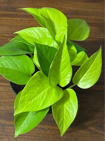 EPIPREMNUM NEON POTHOS