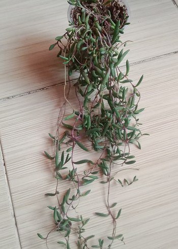 Renkli Pembe Kaktüs Saksıda