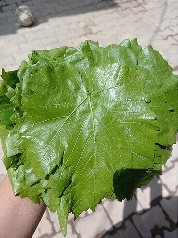Diğer Salamura yaprak