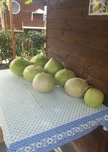 Süs İçin Gülle Su Kabakları - Görsel 2