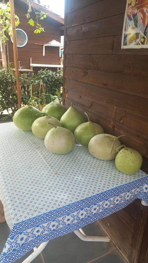 Süs İçin Gülle Su Kabakları - Görsel 2