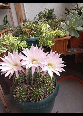 Pastel Pembe Kaktüs Çiçeği