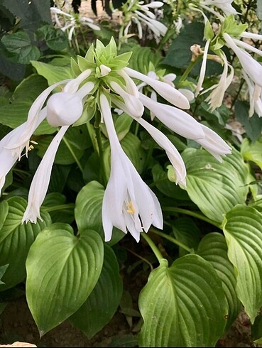 Hosta, Ağustos Zambağı