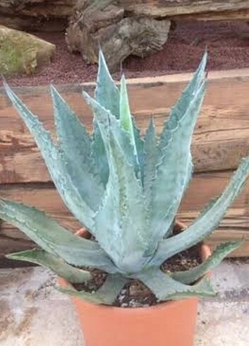 Çiçek Agave ve Amerikan sabır çiçeği