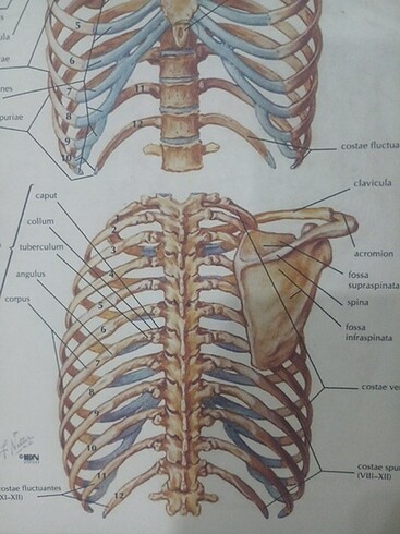  NETTER INSAN ANATOMISI ATLASI 6.baskı