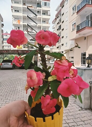 Diğer Dikenler tacı 