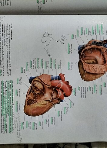  Beden prometheus anatomi atlası (baş-boyun ve iç organlar)
