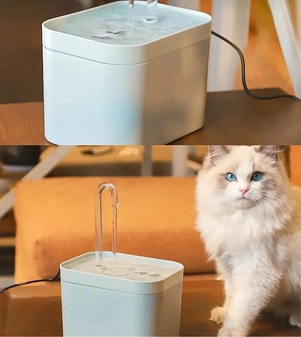 Kedi su pınarı
