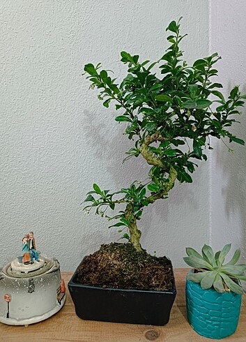 Carmono Bonzai