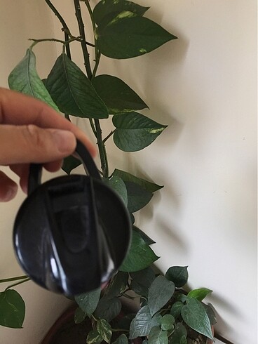m Beden çeşitli Renk Mınnıe Mouse suluk ????Resimlerde görüldüğü gibidir
