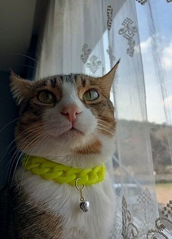 İsimli isimsiz kedi tasması modelleri
