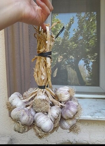 Bahçemizden kuru sarımsak