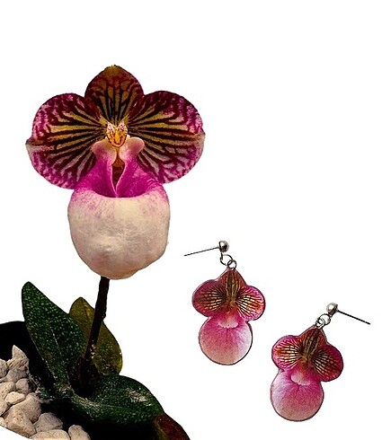 Silver Slipper Orchid / Orkide