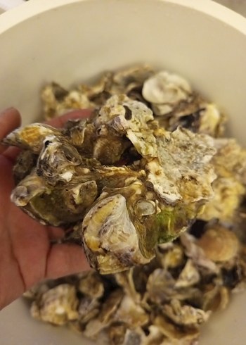 100 adet farklı deniz kabuğu - Görsel 18