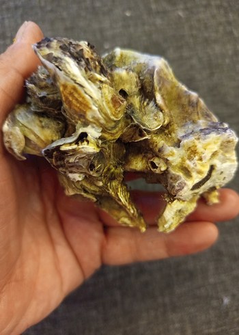 100 adet farklı deniz kabuğu - Görsel 12