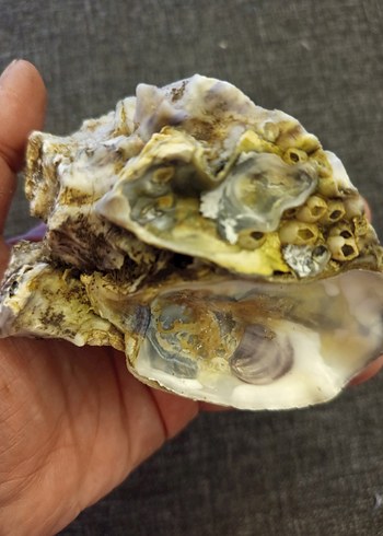 100 adet farklı deniz kabuğu - Görsel 11