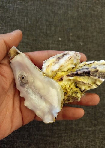 100 adet farklı deniz kabuğu - Görsel 6