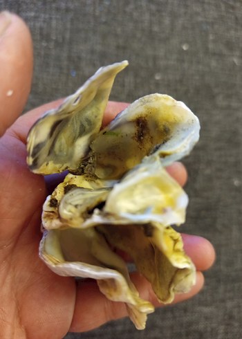 100 adet farklı deniz kabuğu - Görsel 8