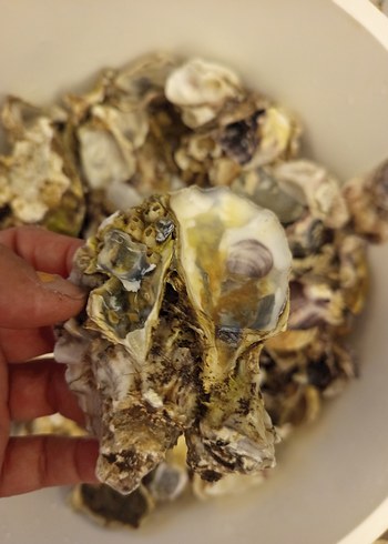 100 adet farklı deniz kabuğu - Görsel 16