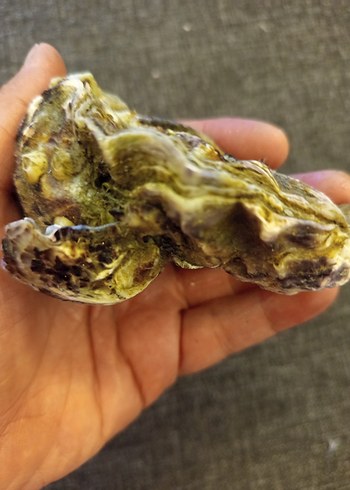 100 adet farklı deniz kabuğu - Görsel 13