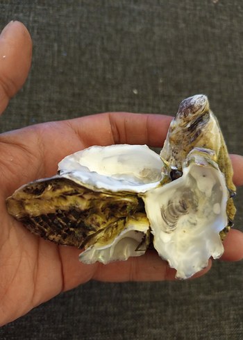 100 adet farklı deniz kabuğu - Görsel 7