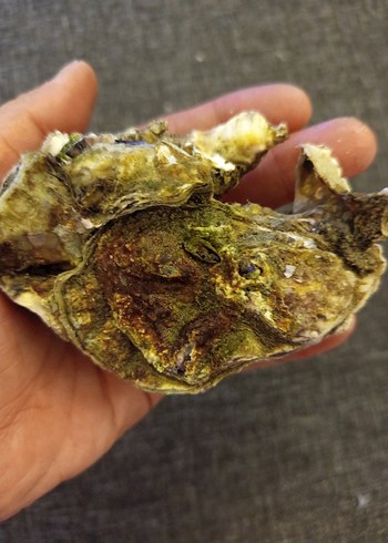 100 adet farklı deniz kabuğu - Görsel 14