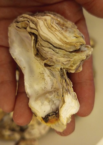 100 adet farklı deniz kabuğu - Görsel 19