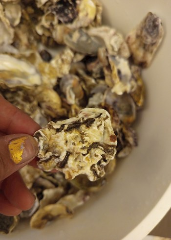 100 adet farklı deniz kabuğu - Görsel 15