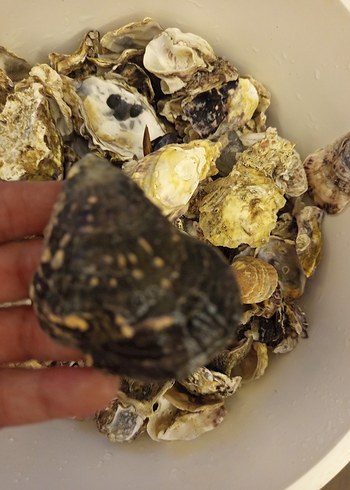 100 adet farklı deniz kabuğu - Görsel 17