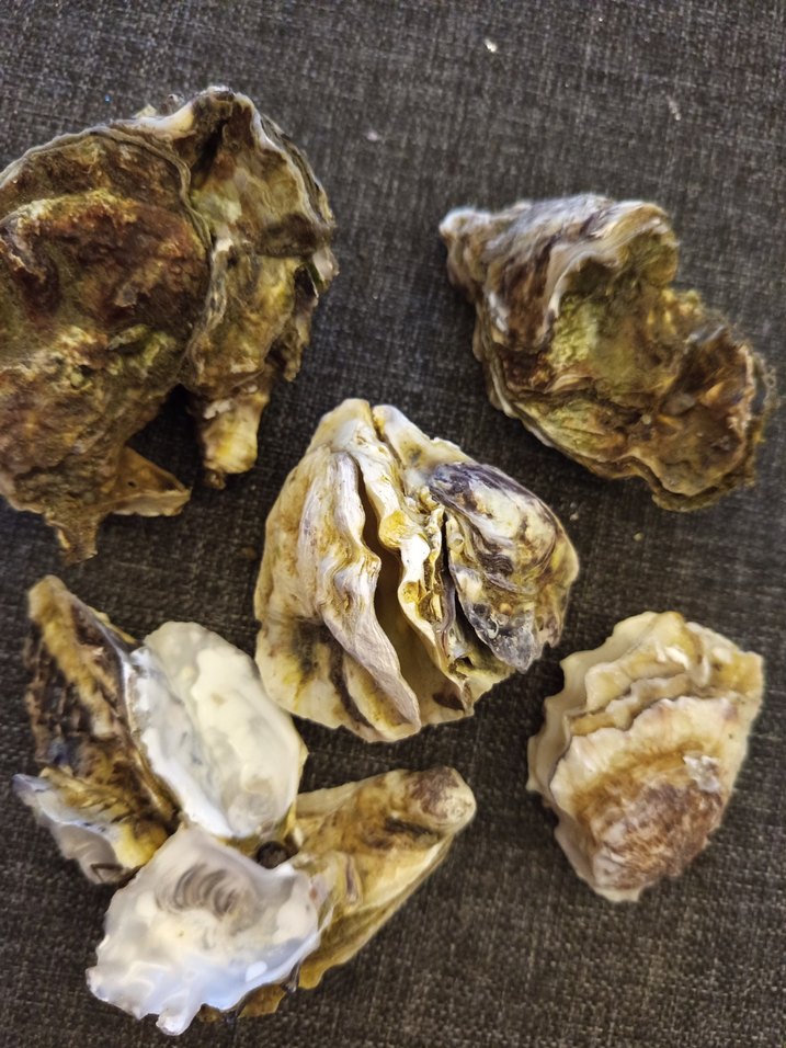 100 adet farklı deniz kabuğu - Görsel 2