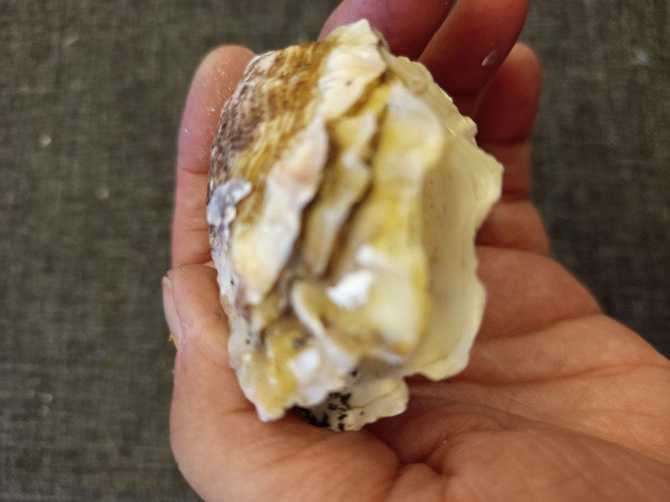 100 adet farklı deniz kabuğu - Görsel 4