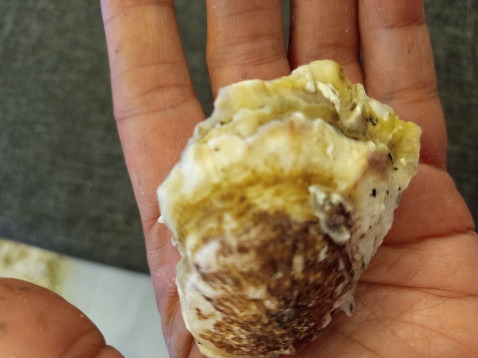 100 adet farklı deniz kabuğu - Görsel 5