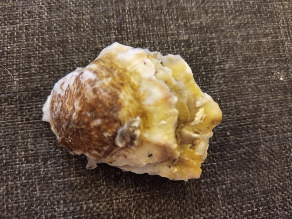 100 adet farklı deniz kabuğu - Görsel 3