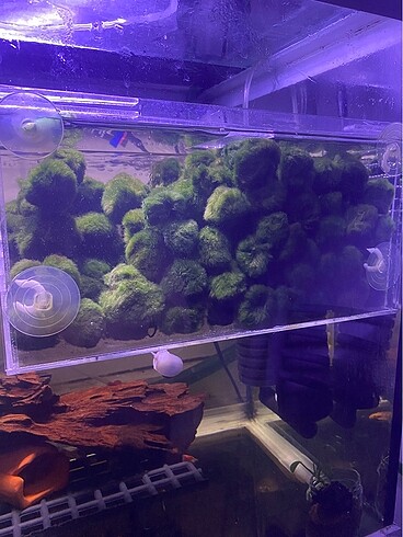 Moss Topları Moss BALL