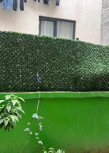 Pahçe çıtı çim yeşillil - Görsel 3